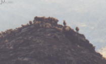 Schafherde auf Pic de la Serrera (2000)