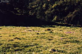 Herbstkrokus-Wiese (1998)