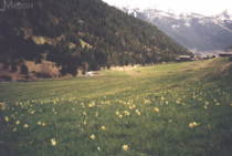 Narzissenwiesen im Vall dIncles (2001)