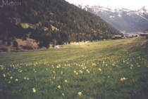 Narzissenwiesen im Vall d�Incles (2001)