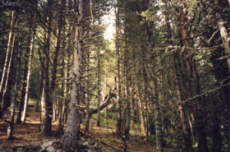 Wald bei Arinsal (1999)